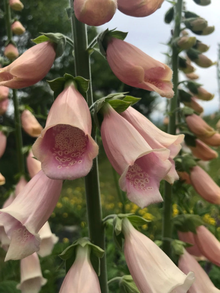 Foxglove Apricot Beauty Seeds