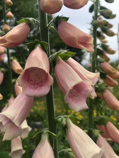 Foxglove Apricot Beauty Seeds