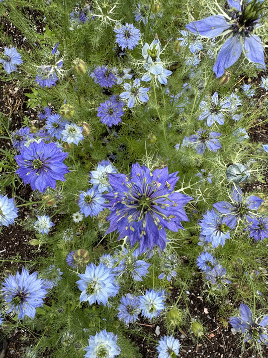 Nigella Miss Jekyll Dark Blue Seeds