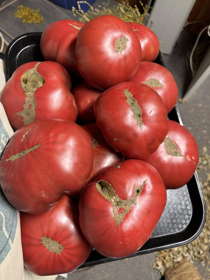 Beefsteak: One Trick Pony Indeterminate Tomato Seeds