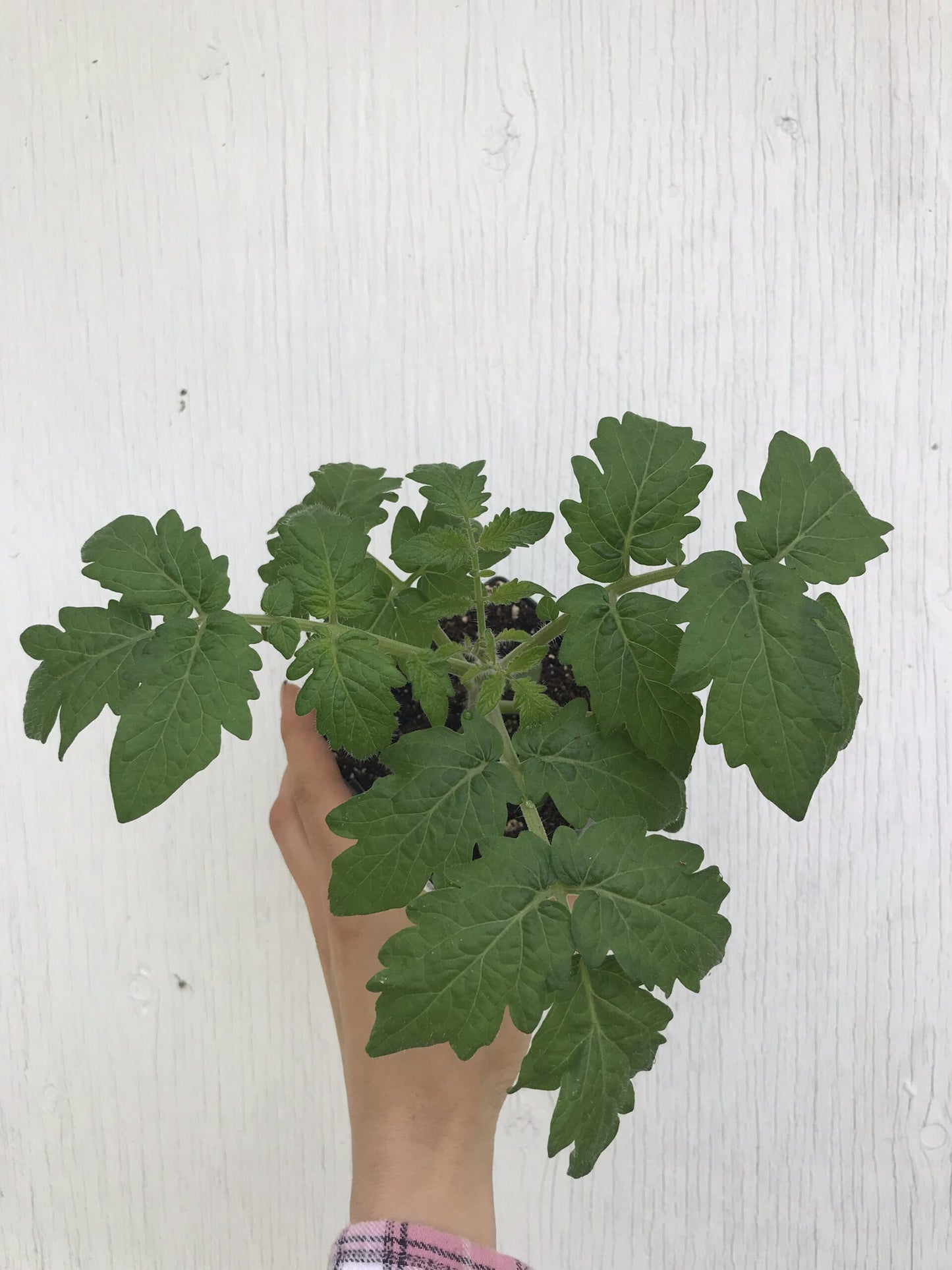 Wizard of Oz: Yellow Brick Road Dwarf Mini Beefsteak Tomato Seeds