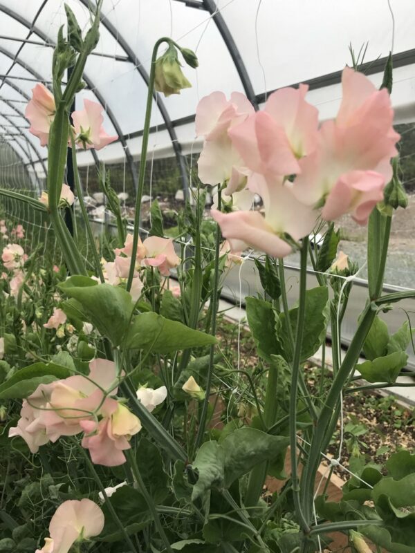 Gilly Norah Sweet Pea Seeds