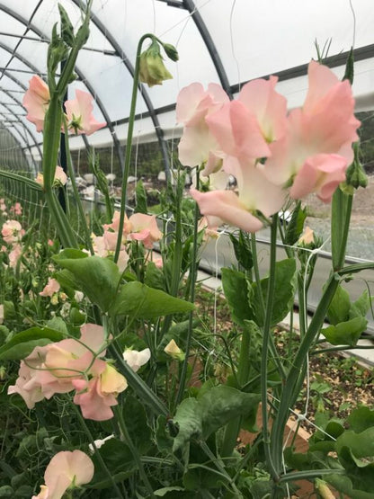 Gilly Norah Sweet Pea Seeds