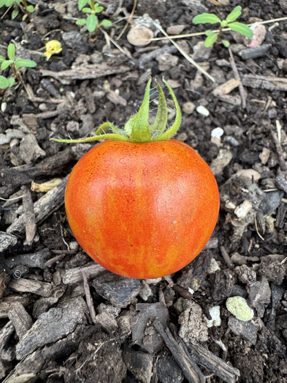 Wizard of Oz: Ruby Slippers Dwarf Cherry Tomato Seeds