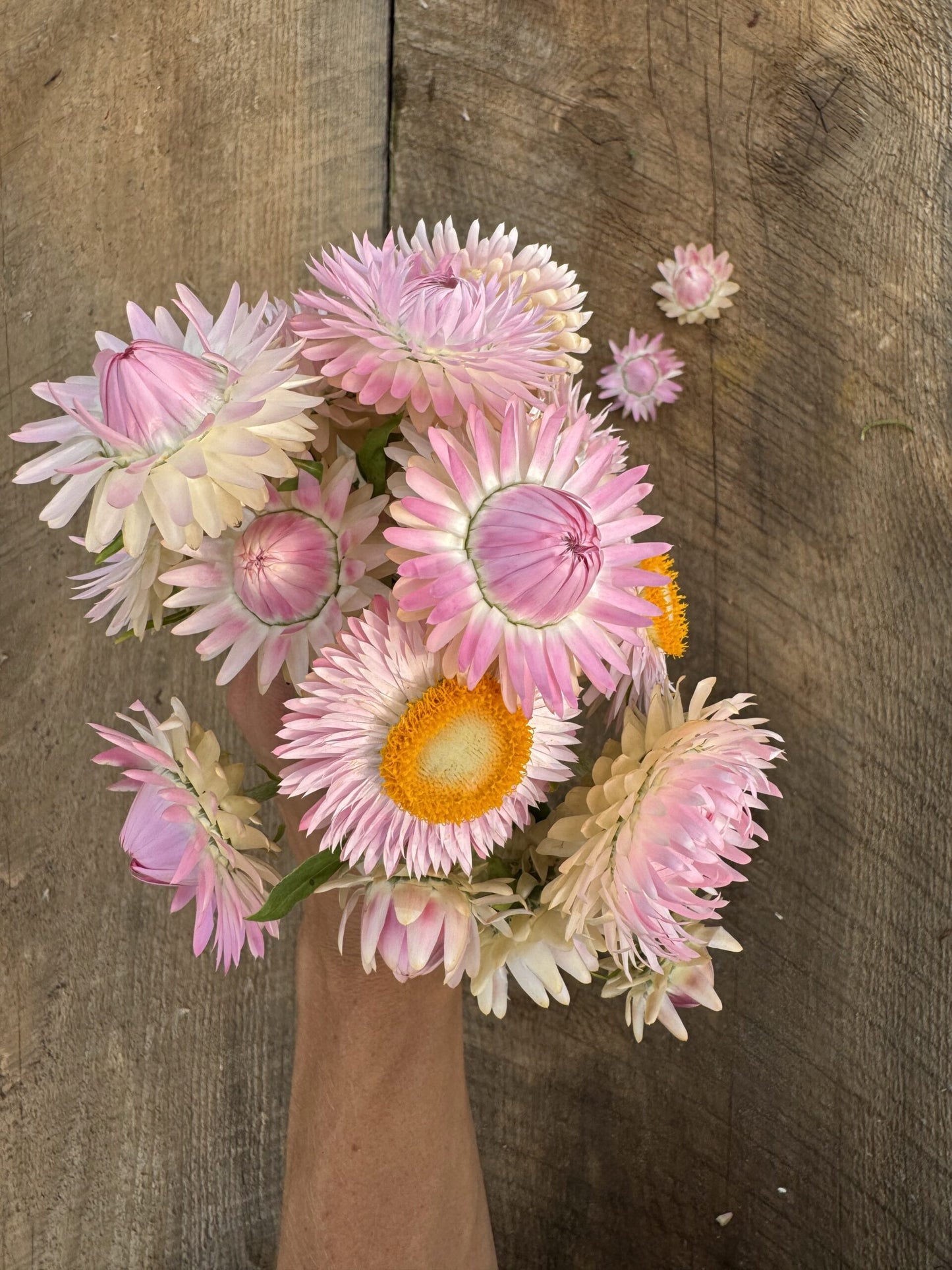 Strawflower Jewel Tones Seeds