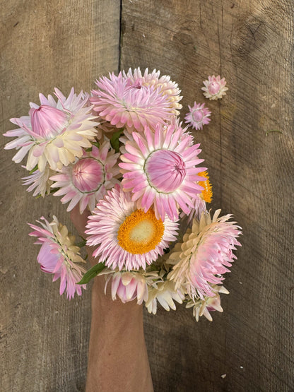 Strawflower Jewel Tones Seeds