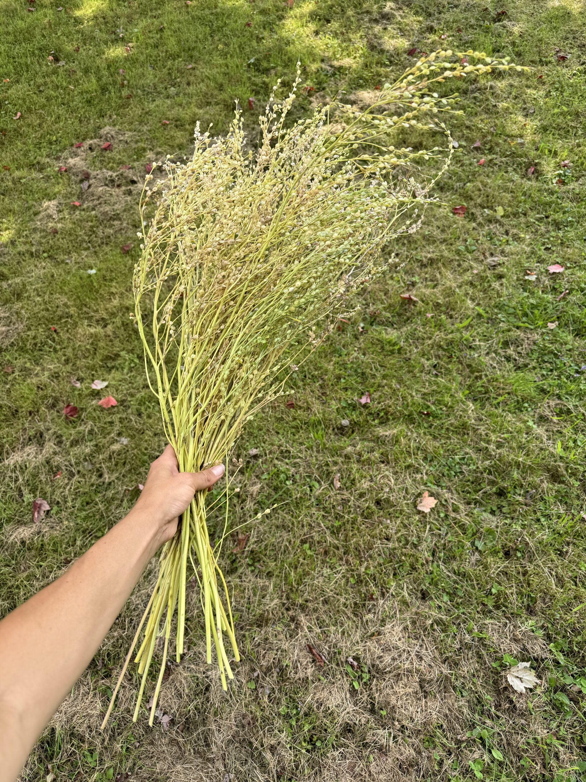 Cress Wrinkled Crinkled Crumpled Seeds