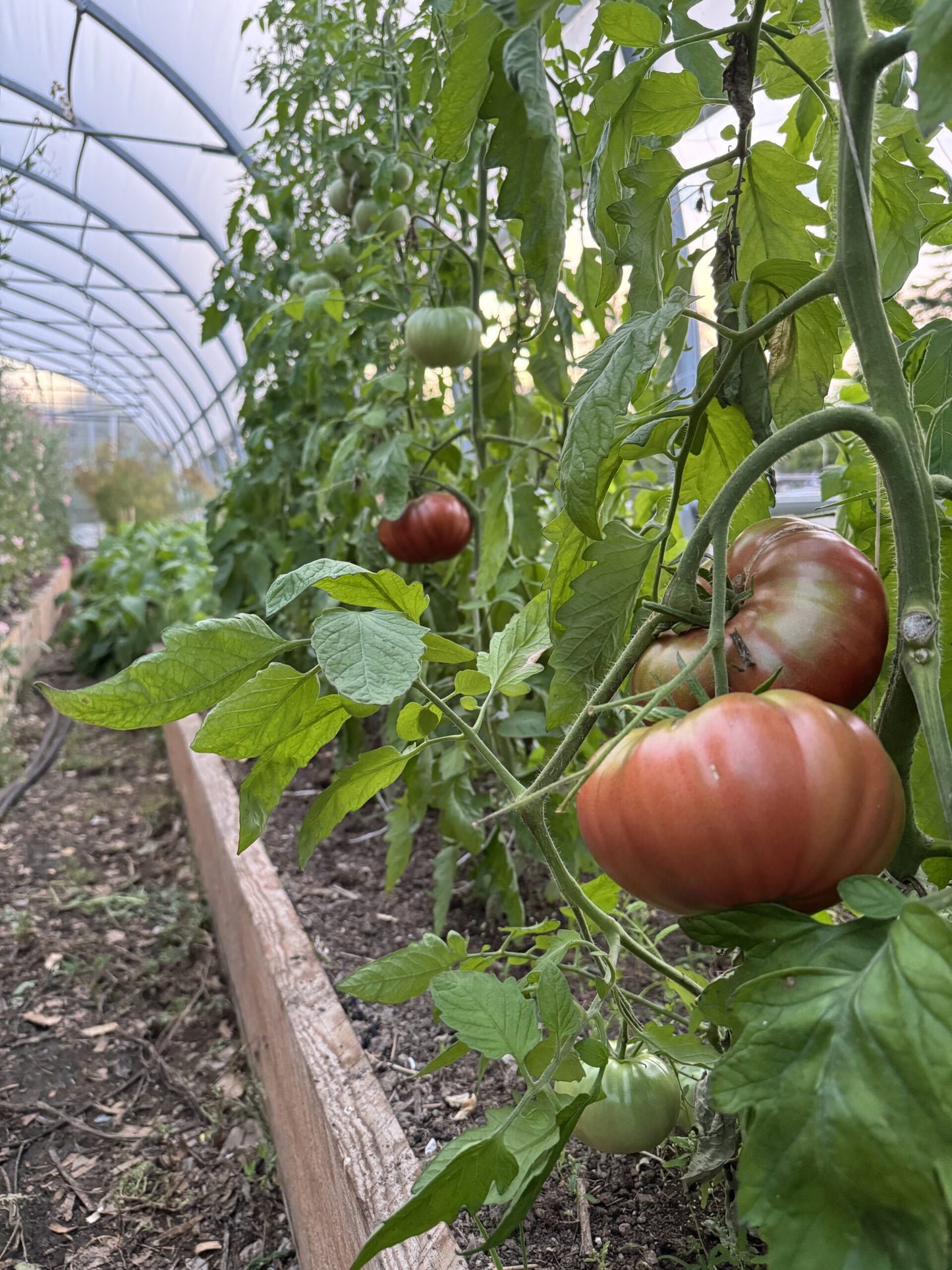 Beefsteak: One Trick Pony Indeterminate Tomato Seeds