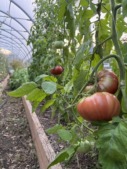 Beefsteak: One Trick Pony Indeterminate Tomato Seeds