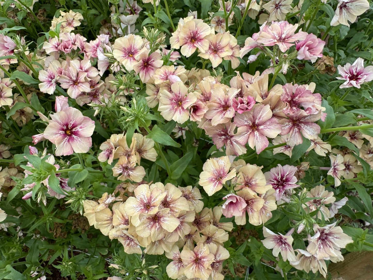 Phlox Raspberry Pinwheel Seeds
