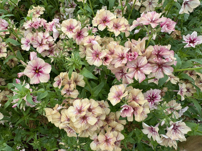 Phlox Raspberry Pinwheel Seeds