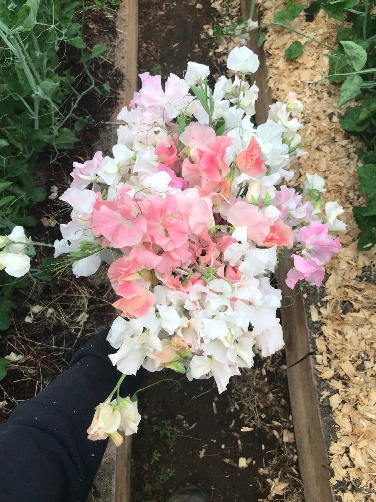 ✨ 極美品 ゼクシィ掲載完売品✨フルア flua white sweet pea Wild Swan Sweet Pea Seeds – Sow Local Seeds