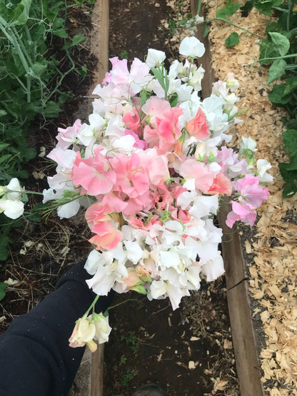 Wild Swan Sweet Pea Seeds