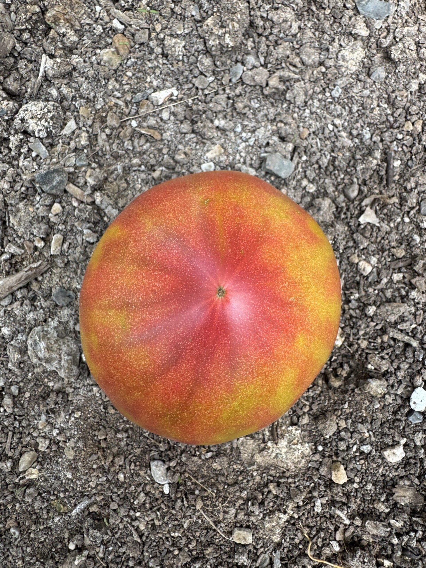 True Colours tomatoes