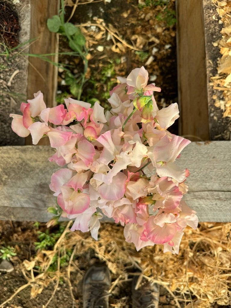 Mollie Rilstone Sweet Pea Seeds
