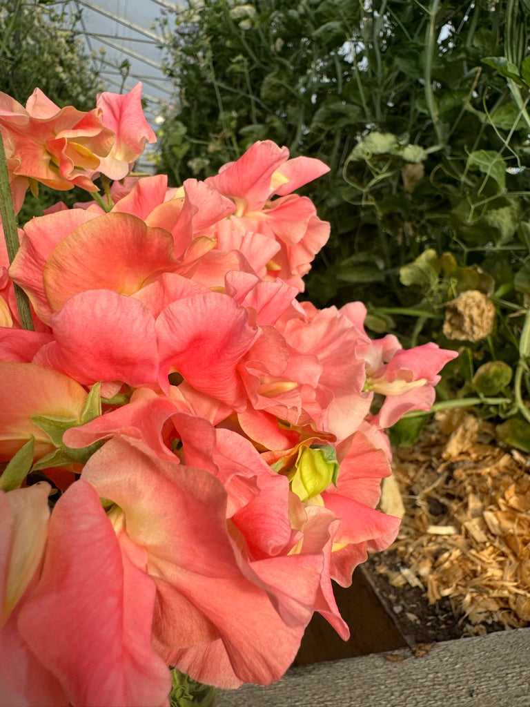 William and Catherine Sweet Pea Seeds