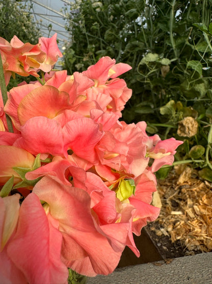William and Catherine Sweet Pea Seeds