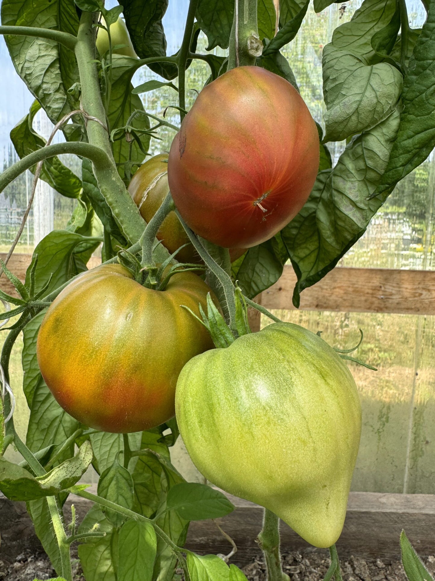 True Colours tomatoes