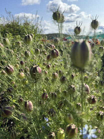 Nigella Miss Jekyll Dark Blue Seeds
