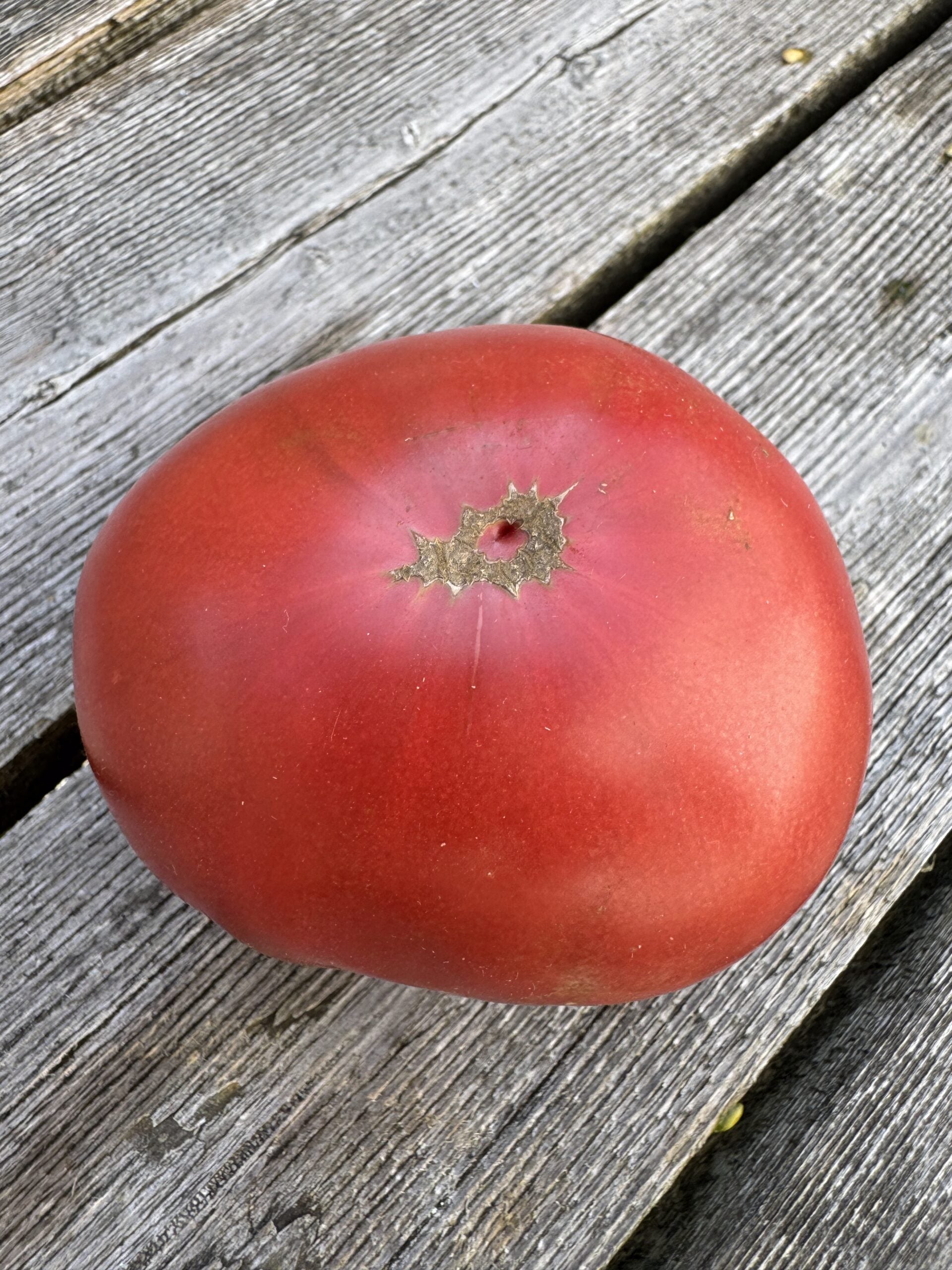 Beefsteak: One Trick Pony Indeterminate Tomato Seeds