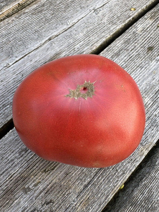Beefsteak: One Trick Pony Indeterminate Tomato Seeds