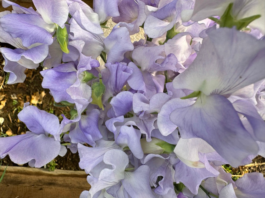 Alison Louise Sweet Pea Seeds