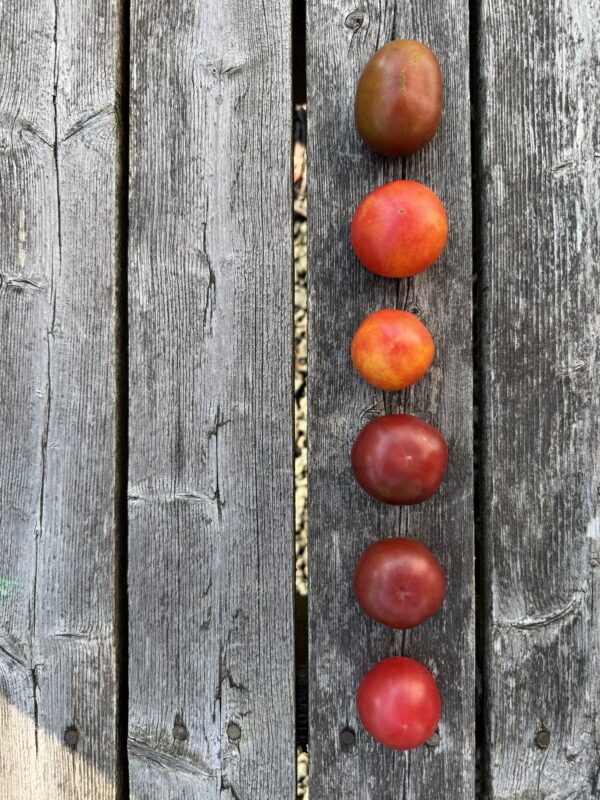 Karma Pink Indeterminate tomatoes