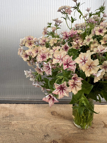 Phlox Raspberry Pinwheel