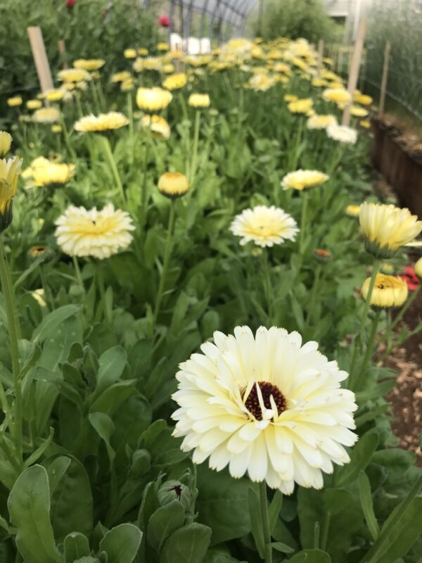 Calendula Ivory Princess Seeds