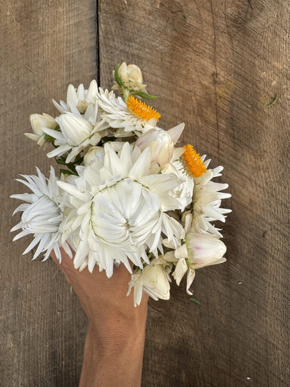 Strawflower Vintage White