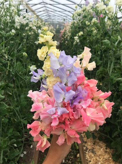 William and Catherine Sweet Pea Seeds
