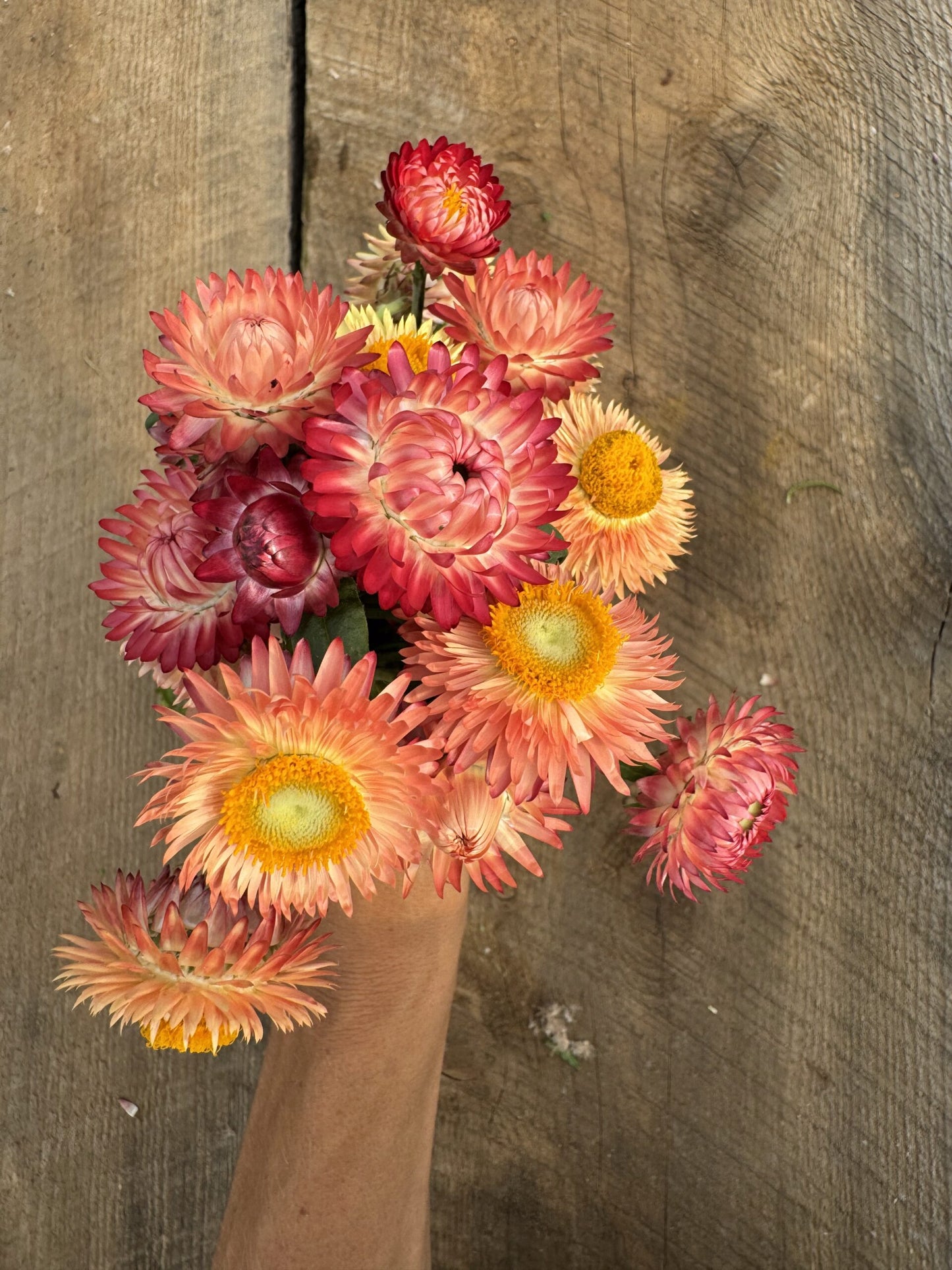 Strawflower Apricot Peach