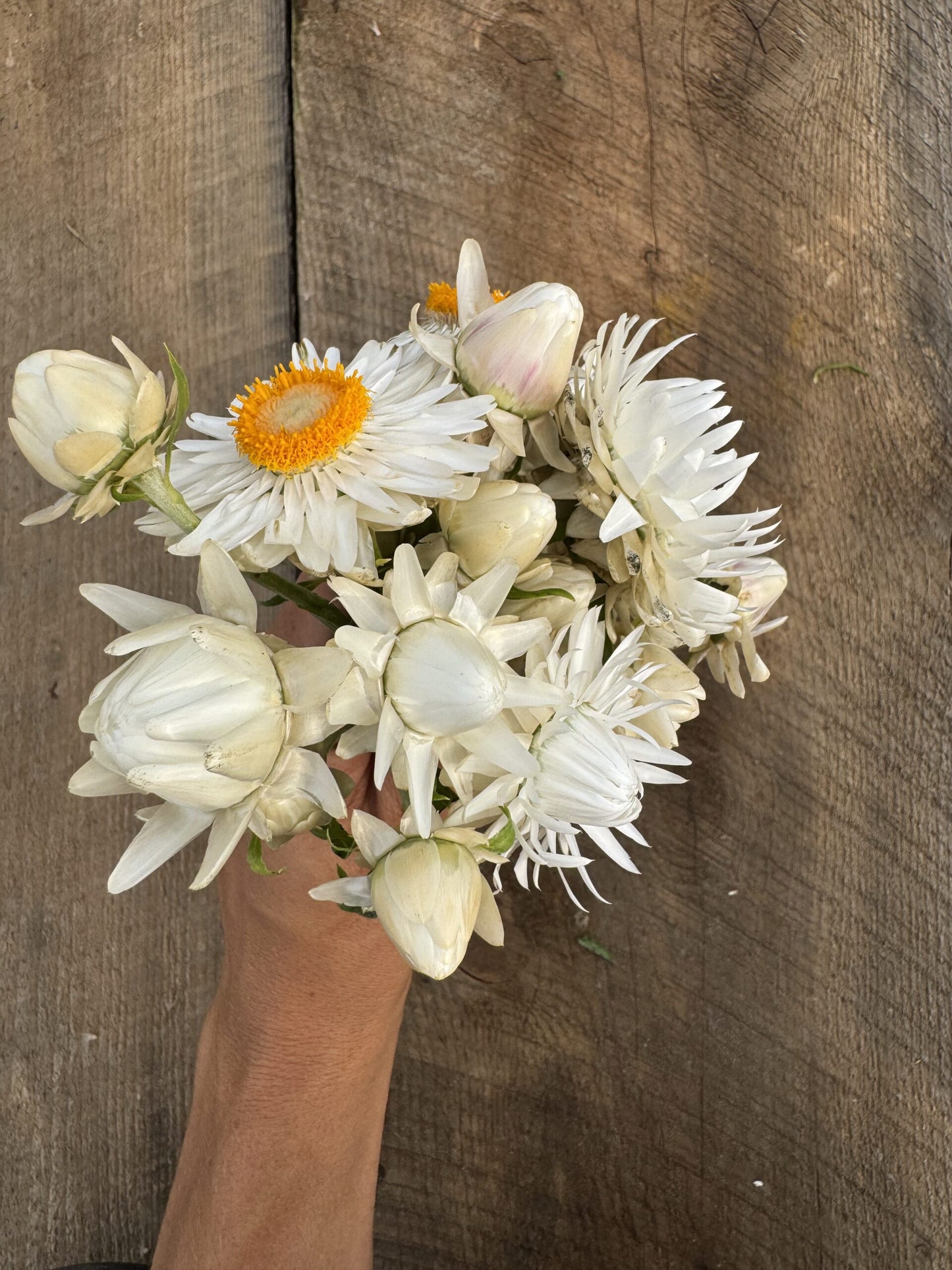 Strawflower Vintage White Seeds