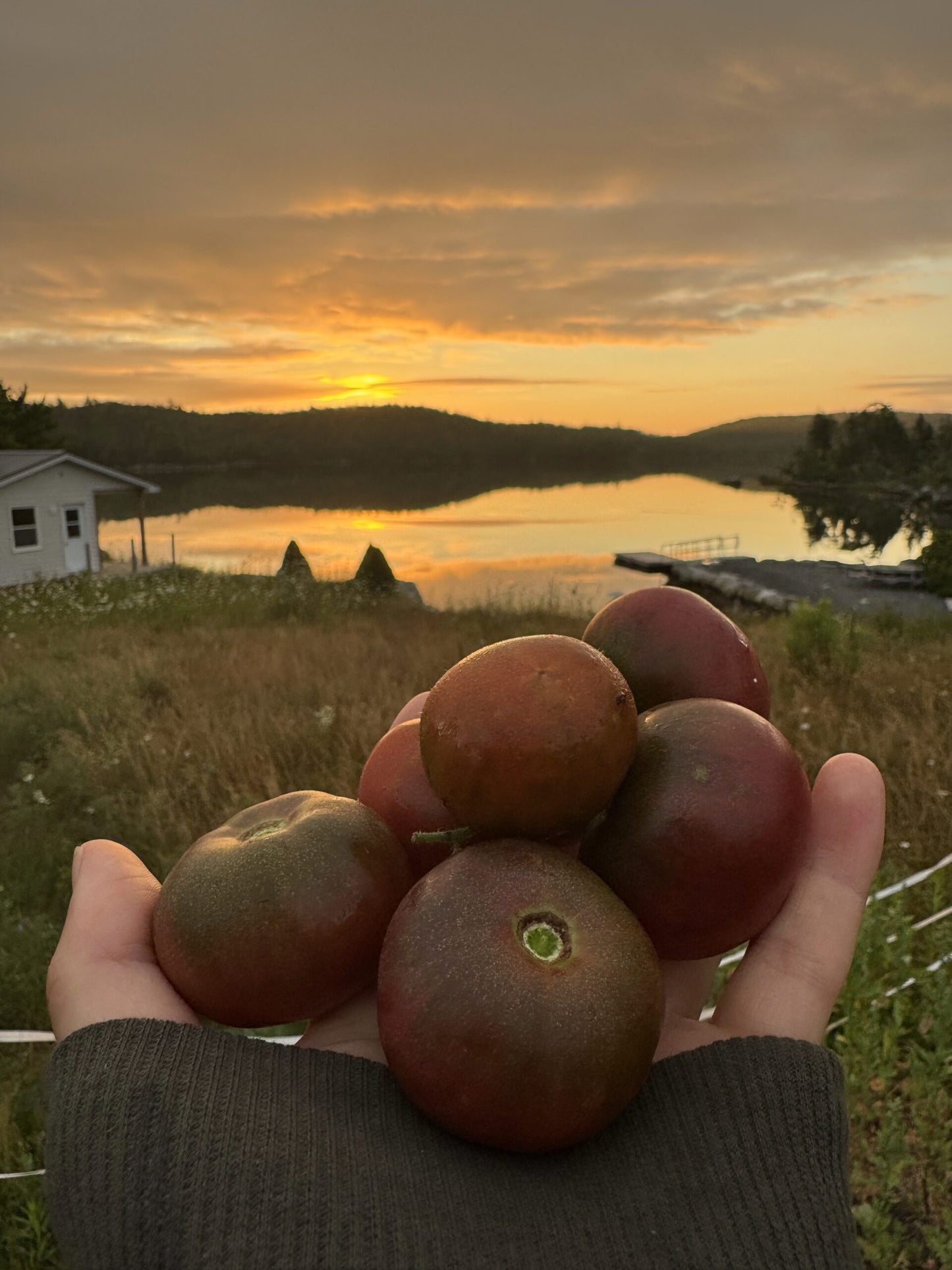 Karen Olivier Tomato Seeds