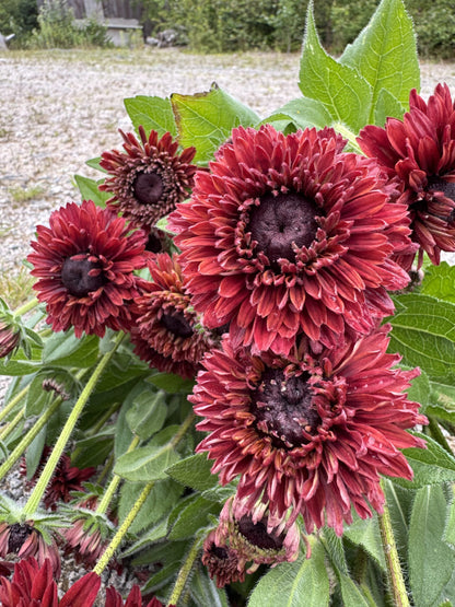 Rudbeckia Sahara Reds