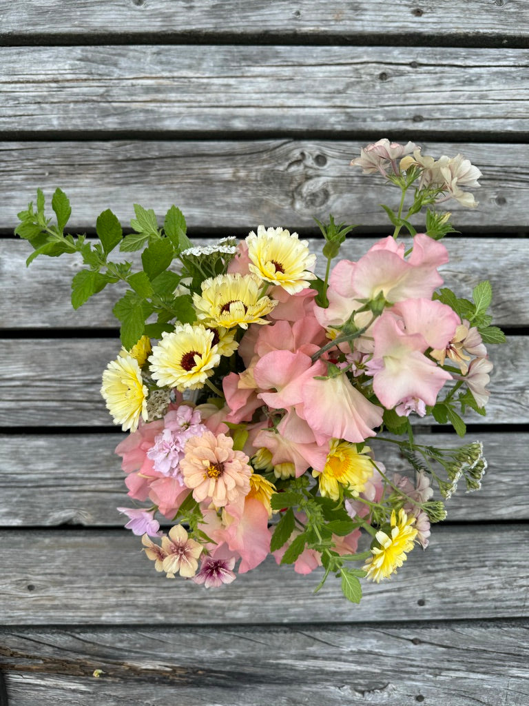 Calendula Ivory Princess Seeds