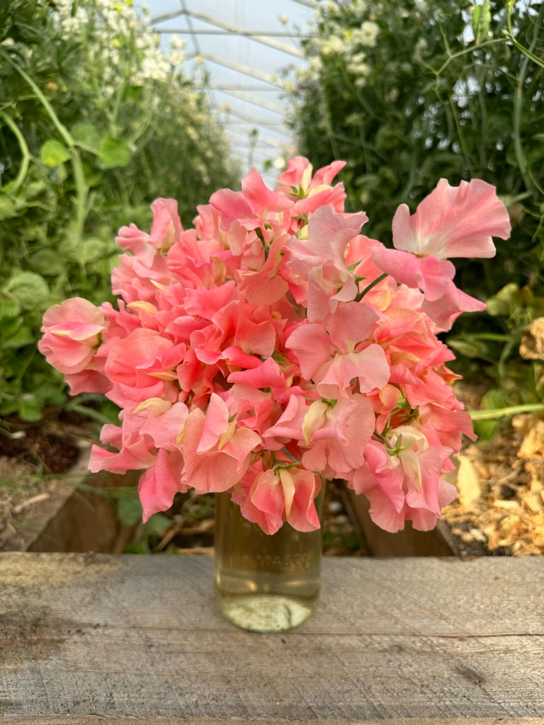 William and Catherine Sweet Pea Seeds