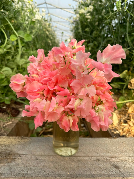 William and Catherine Sweet Pea Seeds