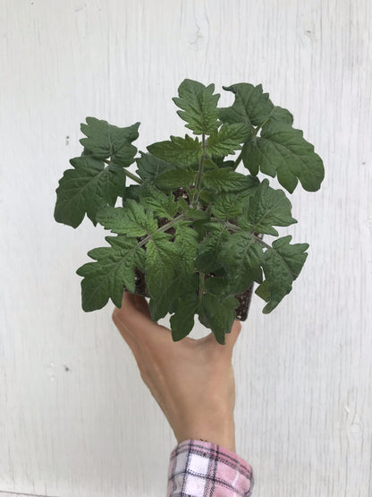 Wizard of Oz: Emerald City Dwarf Mini Beefsteak Tomato Seeds