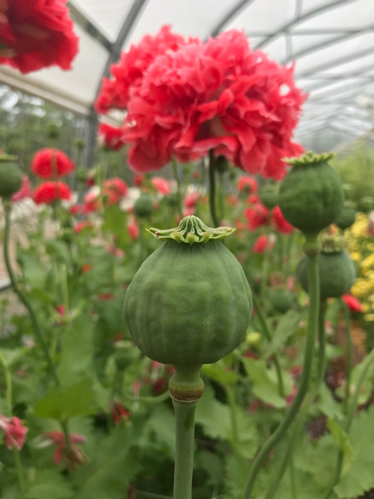 Poppy Frosted Salmon Seeds