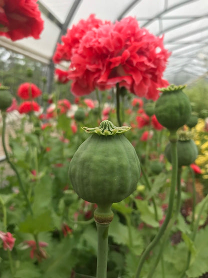 Poppy Frosted Salmon Seeds