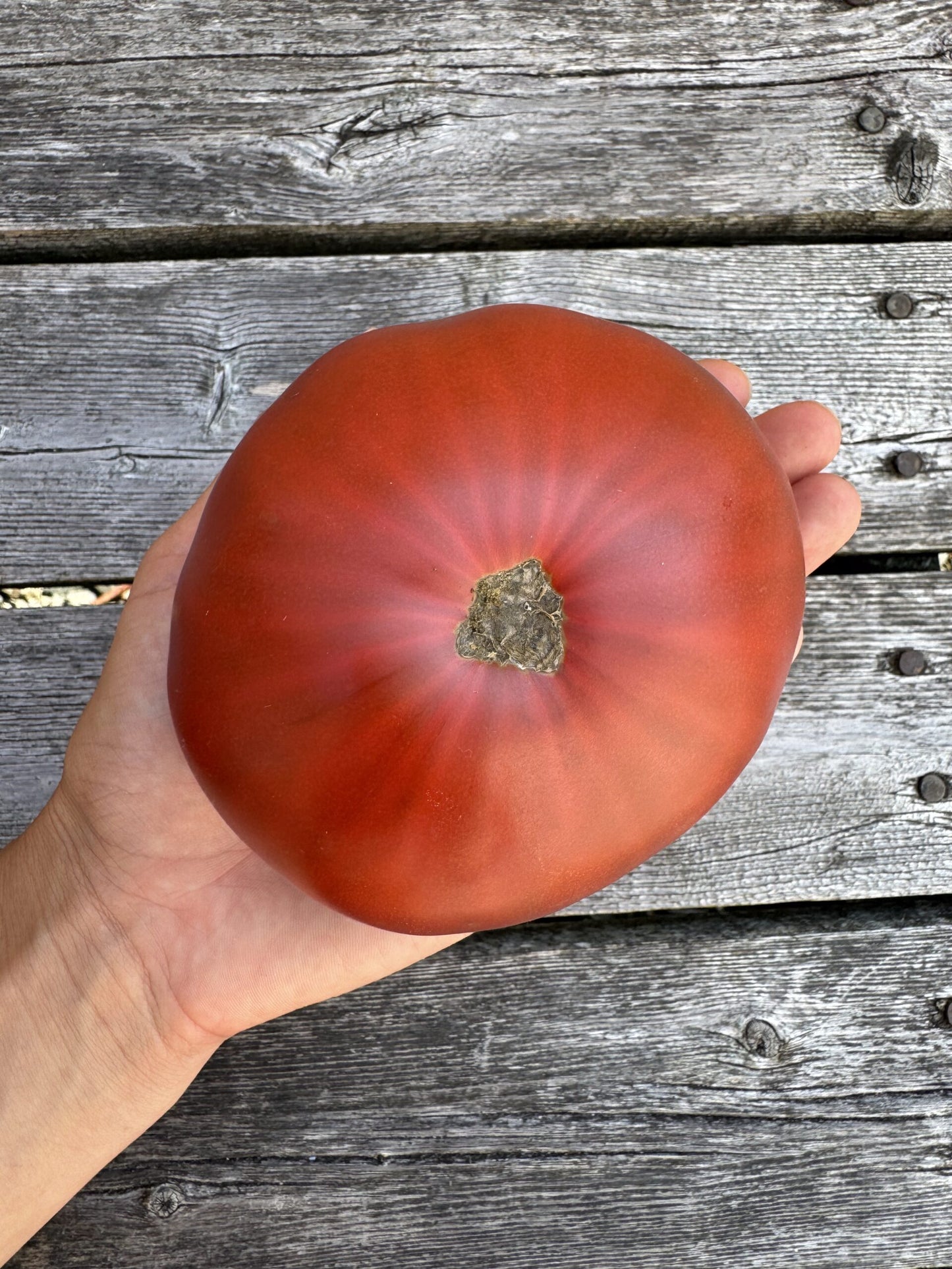 Beefsteak: Cowboy Indeterminate Tomato Seeds