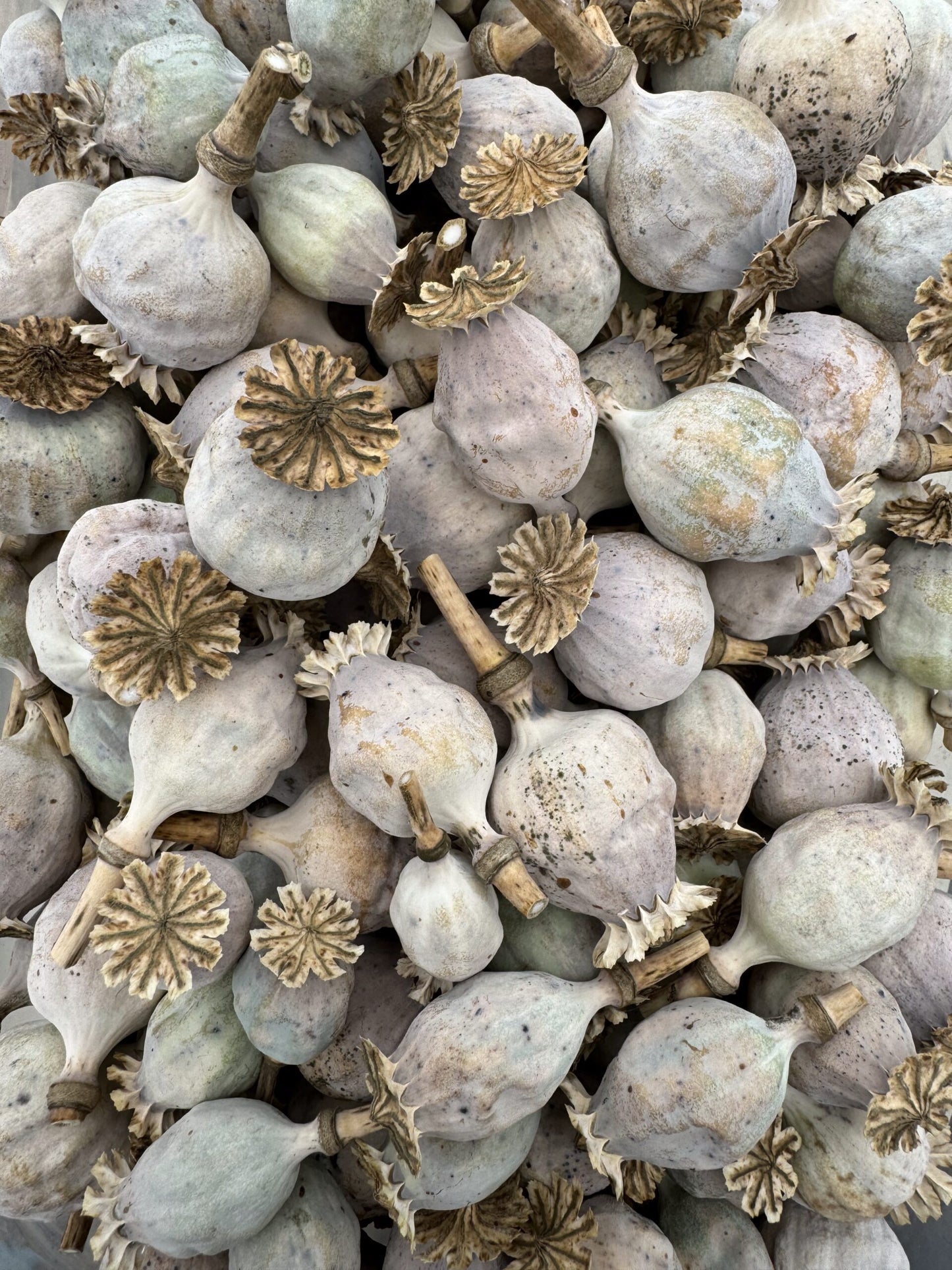 Poppy Ziar Blue Breadseed Seeds