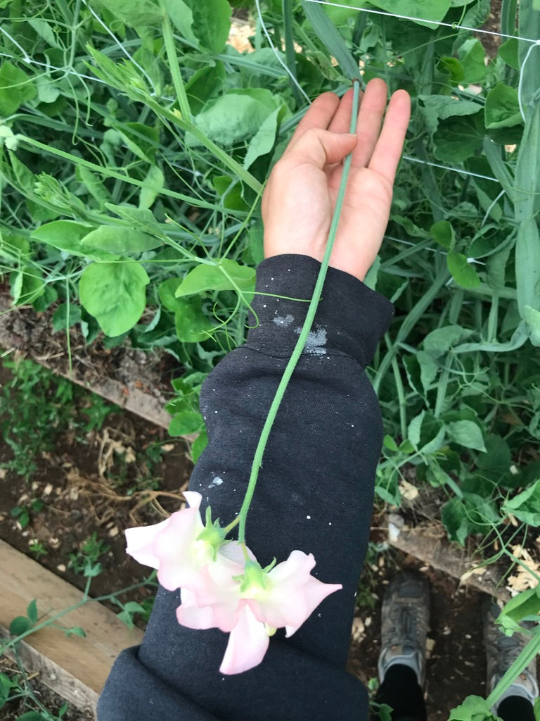 Gilly Norah Sweet Pea Seeds