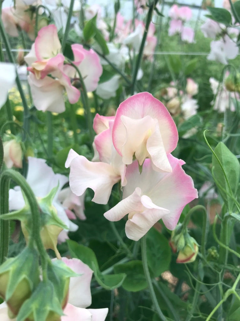 Mollie Rilstone Sweet Pea Seeds