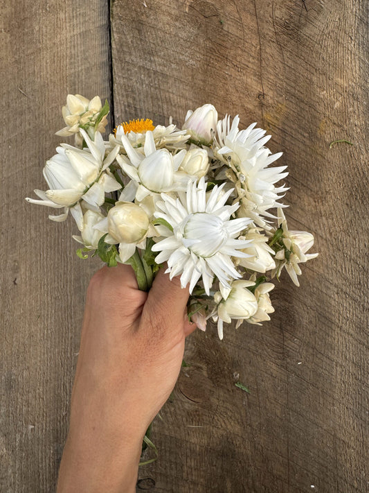 Strawflower Vintage White