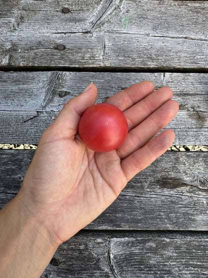 Karen Olivier Tomato Seeds