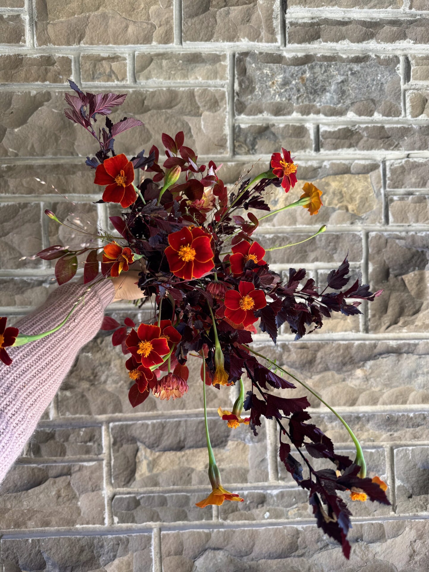 Marigold Cinnabar Seeds