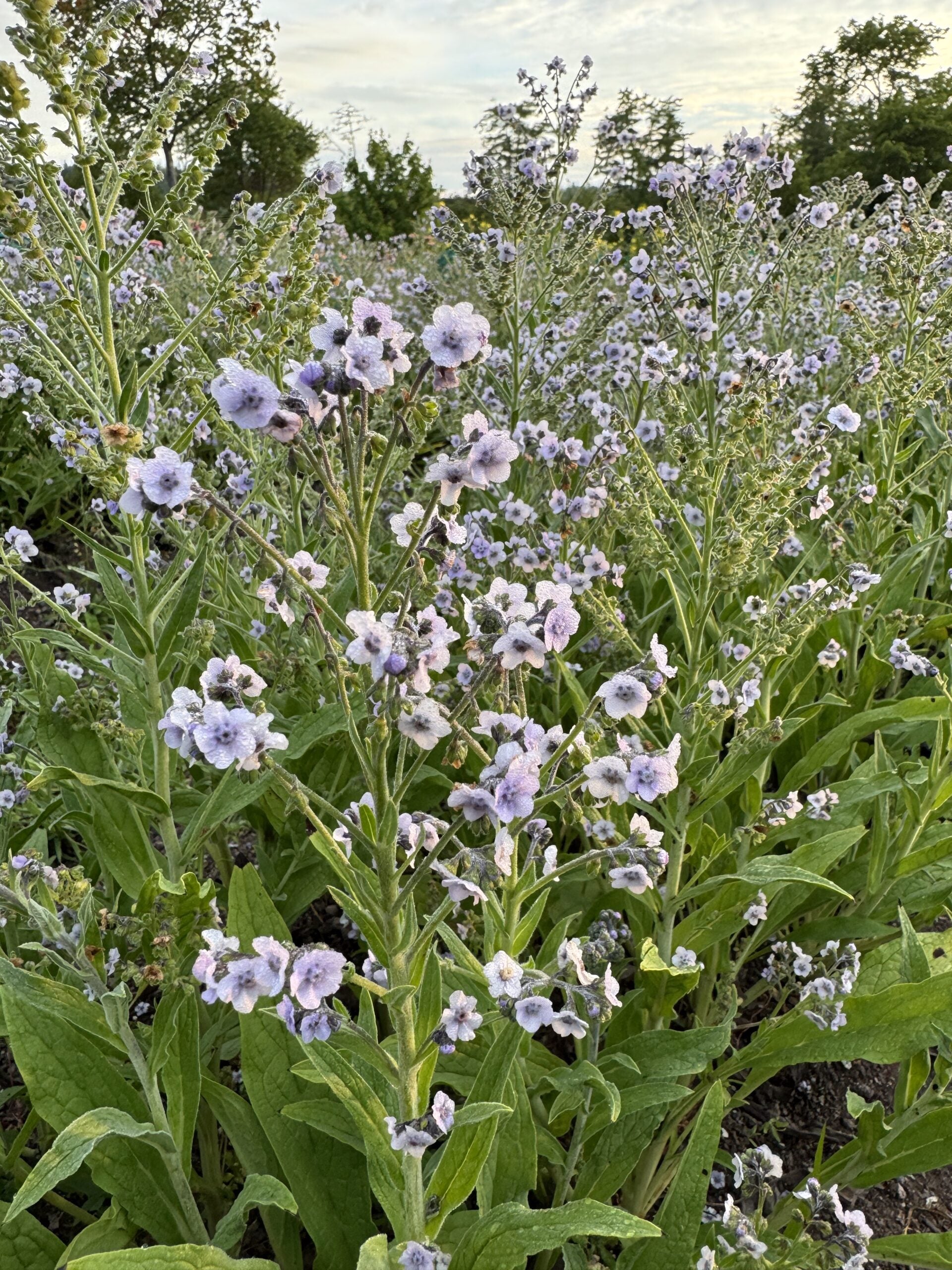 Forget Me Nots Mrs Marilyn Seeds