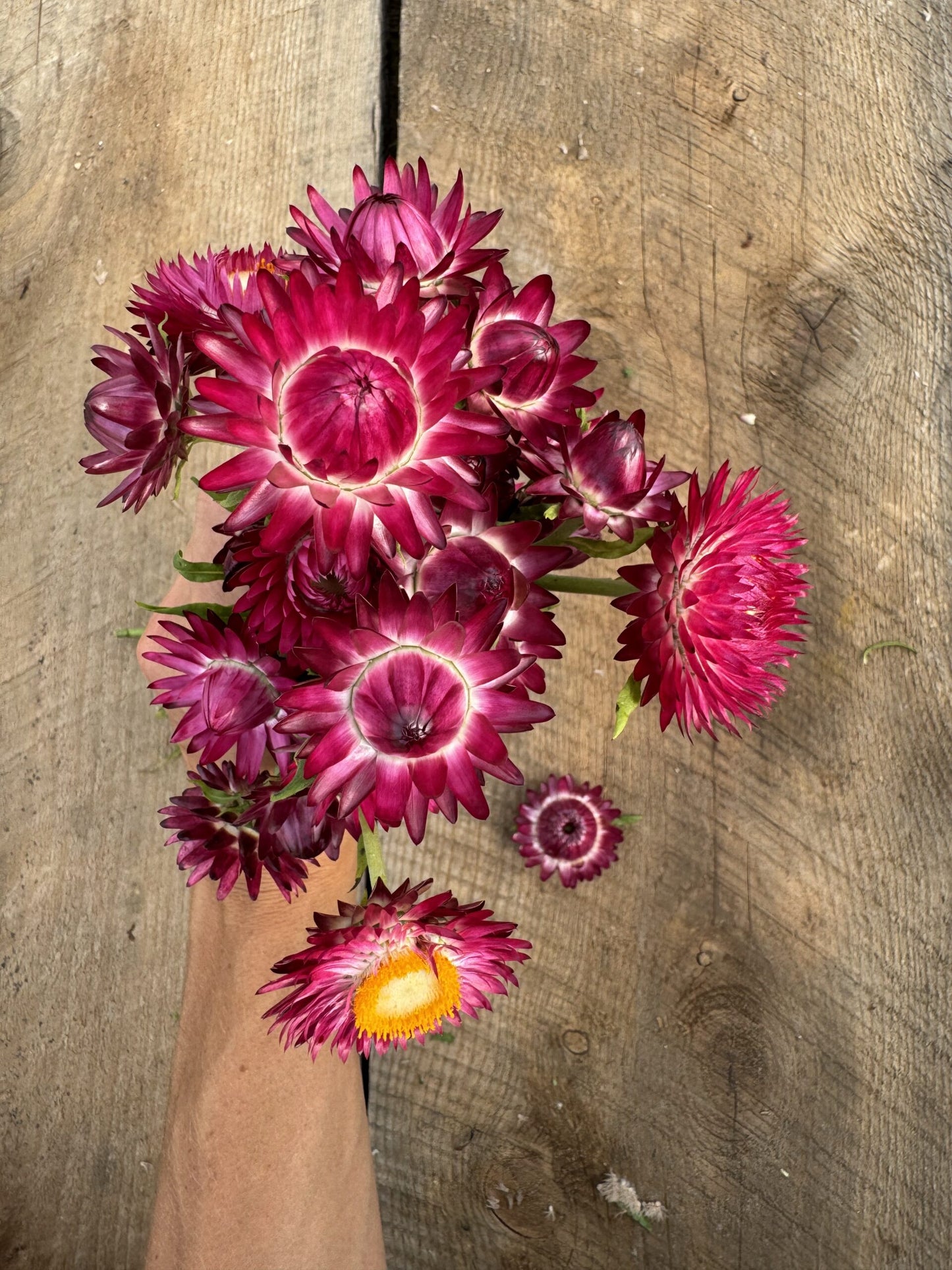 Strawflower Purple Red Seeds
